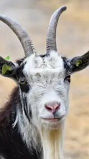 Goat Sounds скриншот 4
