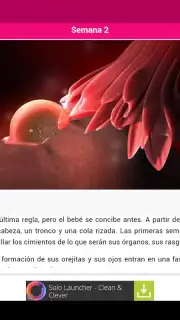 Semanas Embarazo скриншот 12