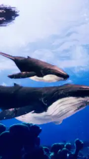 The Humpback Whales скриншот 18