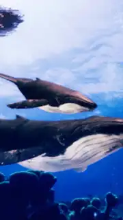 The Humpback Whales скриншот 17