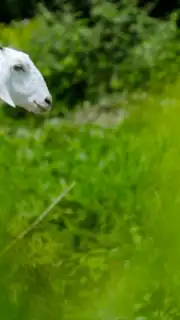 Goat Sounds скриншот 1