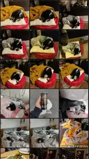 Vertical Gallery скриншот 4
