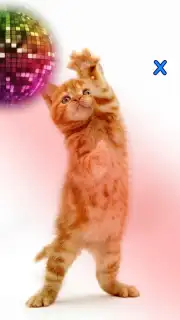 Talking, Dancing Cat. скриншот 4