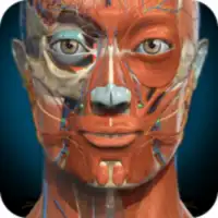 3D Anatomy Learning