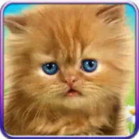 Talking Baby Cat